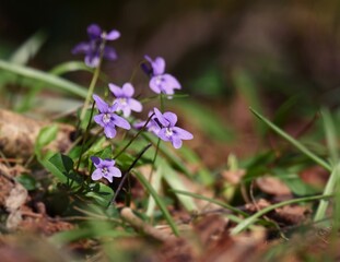 Closeup of growing purple Viola hirta flowers