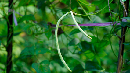 Yard long Bean in the garden