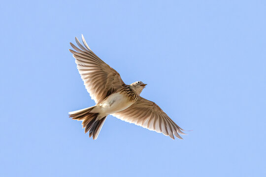 skylark