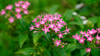 Pentas lanceolata flower is blooming in the garden