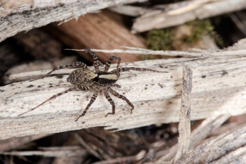 Araignée loup (Pardosa groupe lugubris) courant sur un tas de bois au soleil