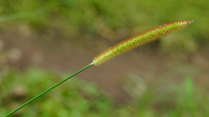 Setaria pumila is also known as Cattail Grass, its flowers are cylindrical in shape, reddish green in color with long green stalks.