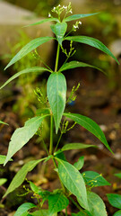 Clinacanthus nutans in the garden