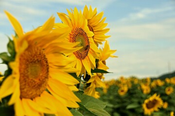 Closeup shot of a common sunflower (Helianthus annuus) field