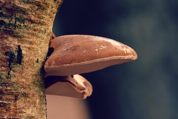 Closeup shot of birch polypore (Fomitopsis betulina) bracket fungus