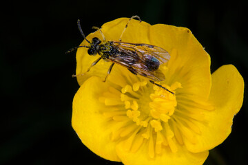 Tenthrède (Tenthredo frauenfeldii) s'abritant de la pluie sur une fleur de bouton d'or