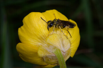 Tenthrède (Tenthredo frauenfeldii) s'abritant de la pluie sur une fleur de bouton d'or