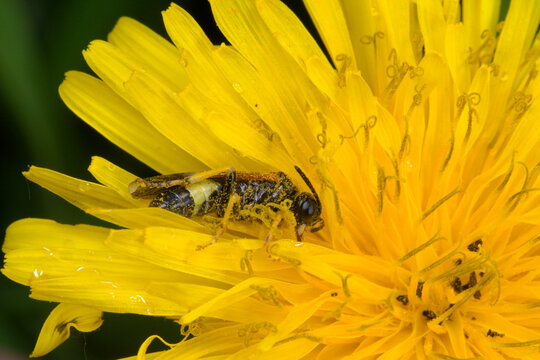 Tenthr&egrave;de (Tenthredo frauenfeldii) s'abritant de la pluie sur une fleur de pissenlit