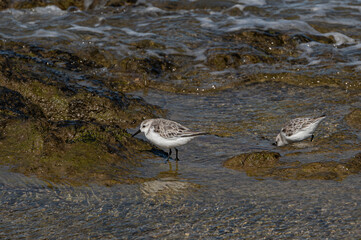 Sanderlings, Calidris alba, wading bird searching for food, Costa Calma, Fuerteventura
