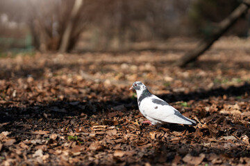 Beautiful, white pigeon walking on fallen yellow leaves in park among trees