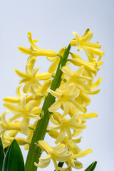 Zbliżenie makro na kwitnącego wczesna wiosną hiacynta  © Paweł Kacperek