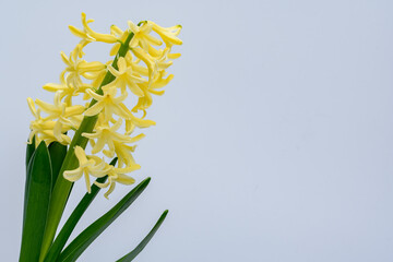 Hiacynt żółty sadzonka w rozkwicie wczesną wiosną  - obrazy, fototapety, plakaty