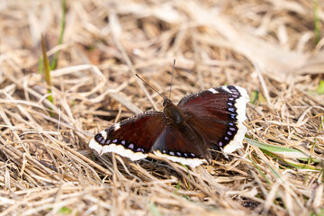 Butterfly Nymphalis antiopa, known as the mourning cloak sitting on the ground