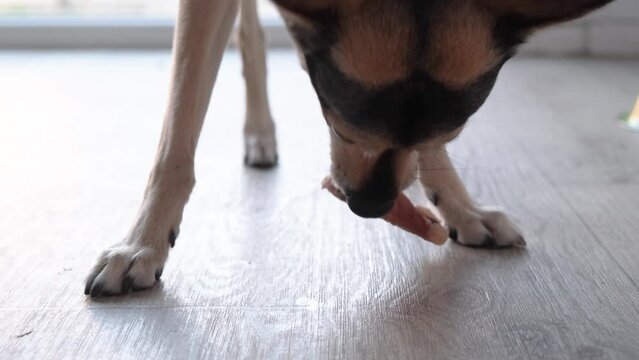 Pet care. Cute mixed breed dog chewing natural dry meat snack, cleaning teeth