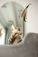 young cornish rex kitten play with fluff on armchair in cozy home 