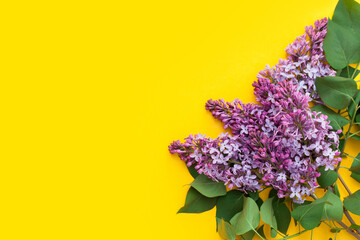 lilac branch isolated o bright yellow background. Minimal easter floral composition. Flat lay, top view, Place for text, copy space