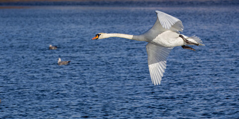 Fototapeta na wymiar Whooper Swan in flight