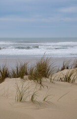 Vegetation on a dune facing the ocean