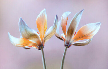 Fototapeta premium Wiosenne kwiaty - Tulipany botaniczne Tarda