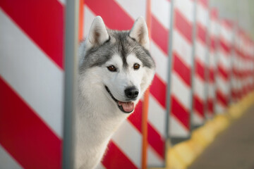 siberian husky dog portrait on stairs in the urban city centre near car limiters © Krystsina