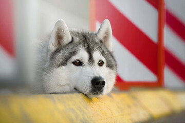 siberian husky dog portrait on stairs in the urban city centre near car limiters
