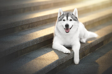 siberian husky dog portrait on stairs in the urban city centre