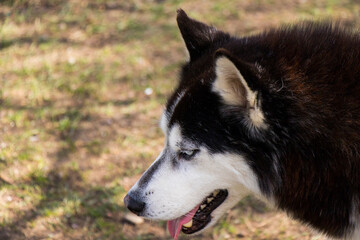 Siberian hasky