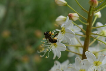 White flowers in the garden