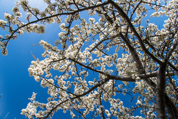 tree flowers and branch, spring tree view