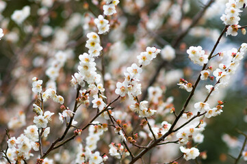咲きほこる梅の花