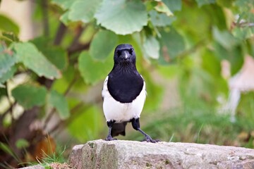 Closeup shot of a Eurasian magpie on a rock in a forest with green leaves in the background