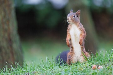 Closeup shot of a Red squirrel on a green grass field in a forest