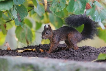 Closeup shot of a Red squirrel on a soil field in a forest under green leaves