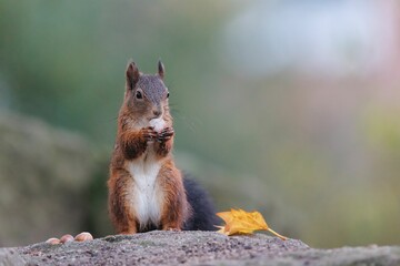Closeup shot of a Red squirrel eating on a rock in a forest on a sunny day