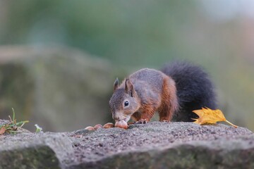Closeup shot of a Red squirrel eating on a rock in a forest on a sunny day