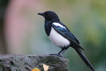 Obraz premium Closeup shot of a Eurasian magpie on a rock in a forest with green leaves in the background