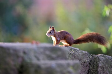 Closeup shot of a Red squirrel on a rock in a forest on a sunny day