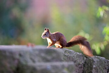 Closeup shot of a Red squirrel on a rock in a forest on a sunny day