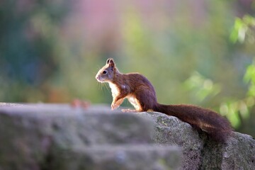 Closeup shot of a Red squirrel on a rock in a forest on a sunny day