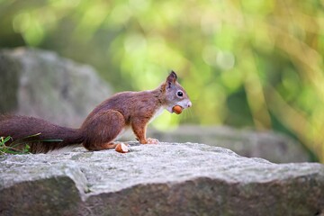 Closeup shot of a Red squirrel eating on a rock in a forest on a sunny day