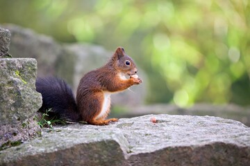 Closeup shot of a Red squirrel eating on a rock in a forest on a sunny day