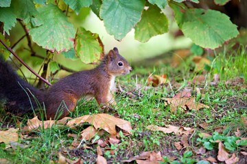 Closeup shot of a Red squirrel on a grass field in a forest on a sunny day