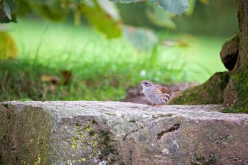 Closeup shot of a Dunnock bird on a rock in a forest with green leaves in the background