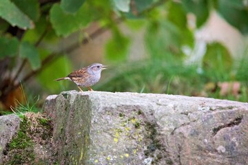 Small cute Dunnock bird perched on the stone during the daytime