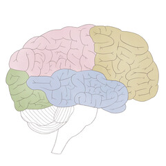 Human brain cross-section diagram clipart PNG
