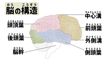 Human brain medical anatomy diagram PNG