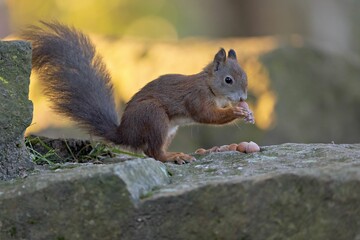 Closeup of a cute squirrel eating hazelnuts during the daytime