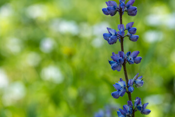 Single Branch of Lupine Wildflowers over green meadow