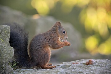 Brown squirrel perching on stone