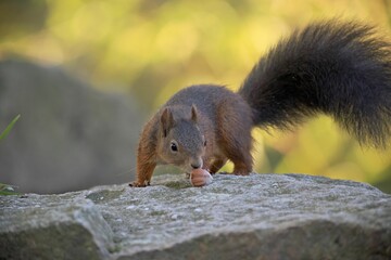 Brown squirrel perching on stone